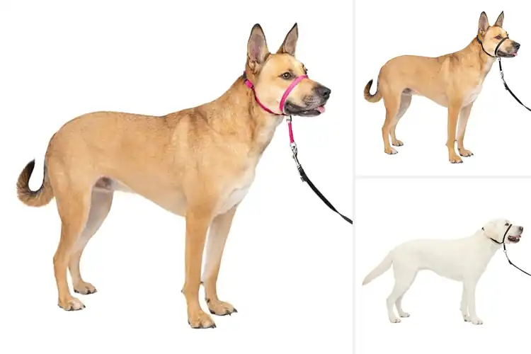 Detailed view of Best Dog Halter Collars